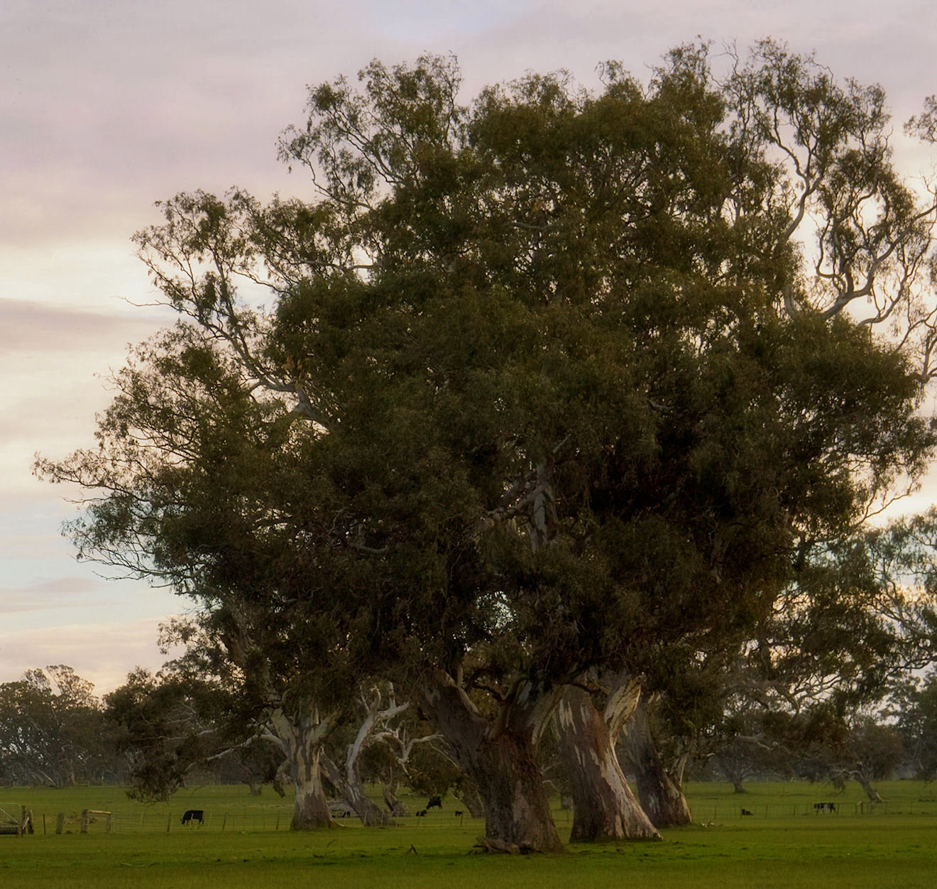 Late Winter Red Gums II