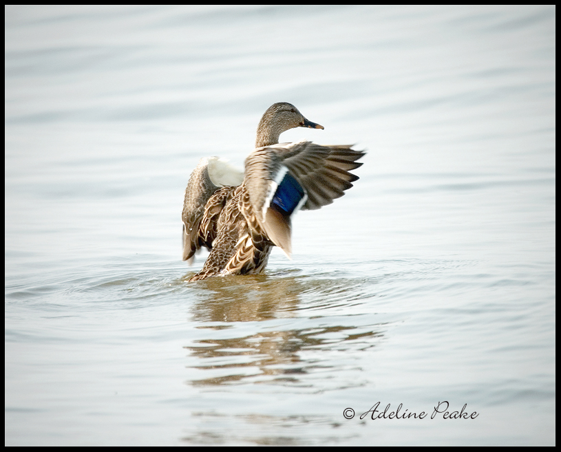 Male Mallard-fall