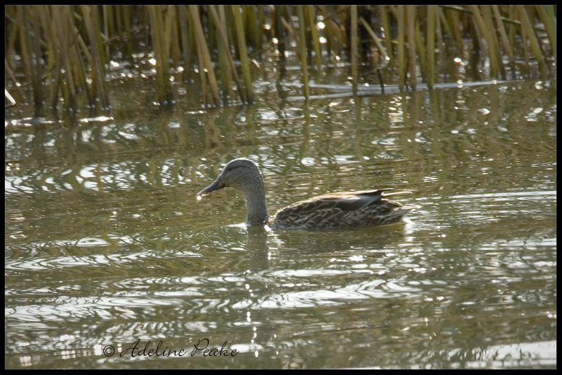 Mallard _fall