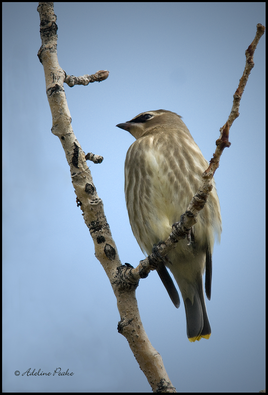 Juvenile Cedar Waxwing