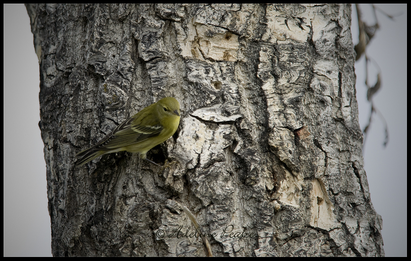 Blackpoll Warbler?