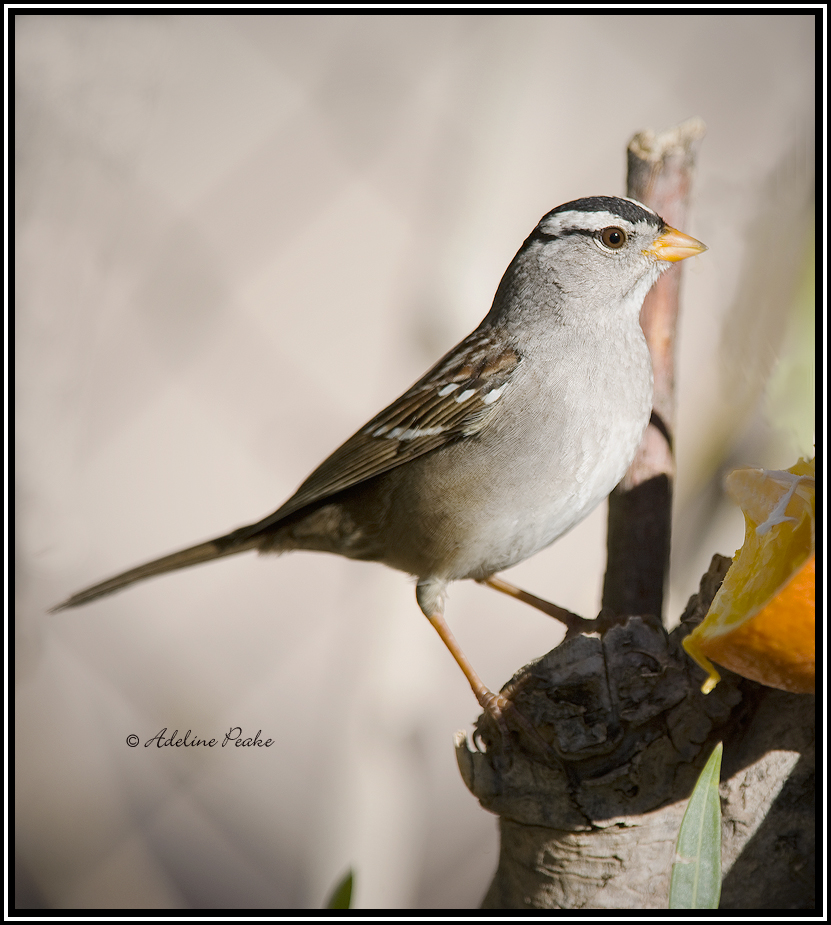 White Crowned Sparrow