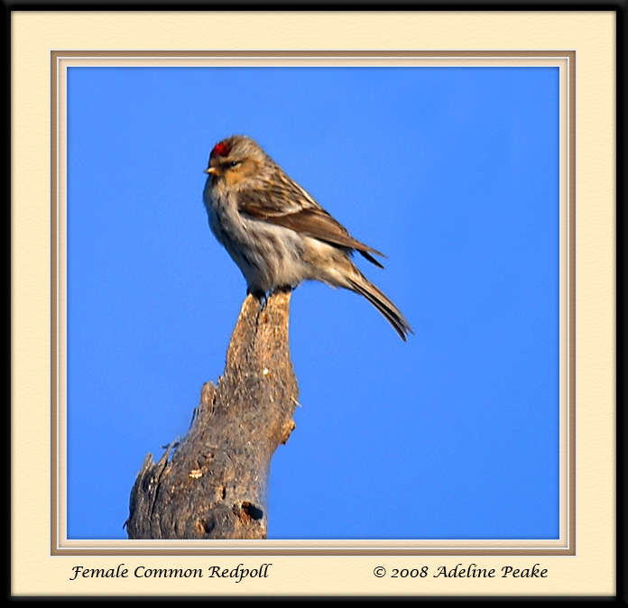 common Redpoll