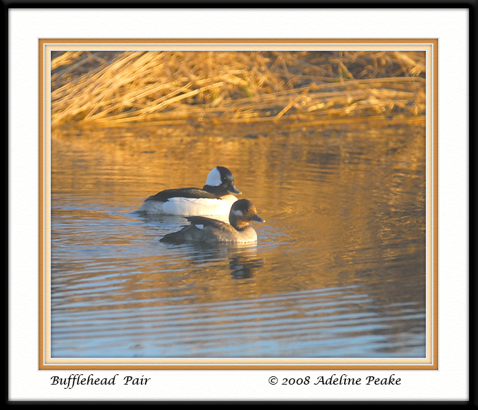 Bufflehead Duck Pair