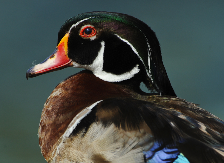 WOOD DUCK