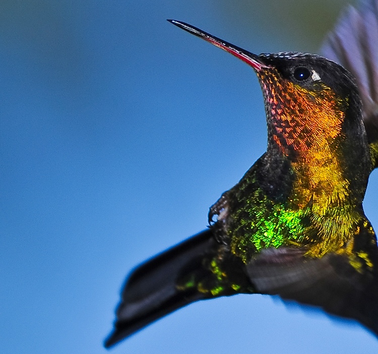 FIERY-THROATED HUMMINGBIRD