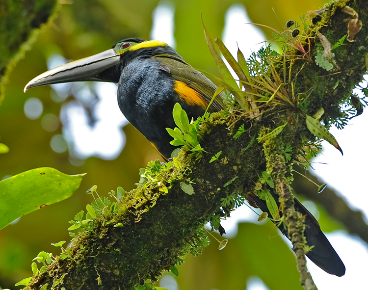 YELLOW-EARED TOUCANET