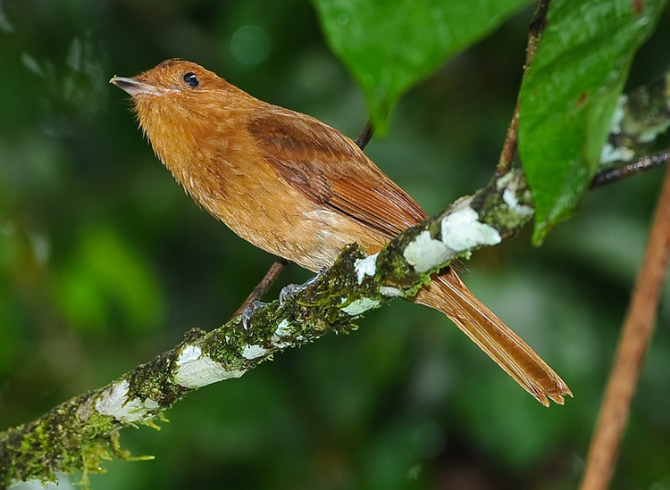 RUFOUS MOURNER