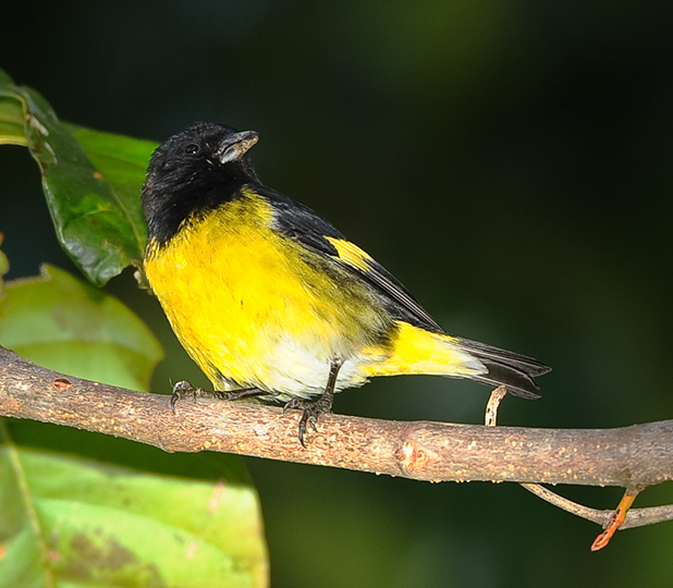 YELLOW-BELLIED SISKIN
