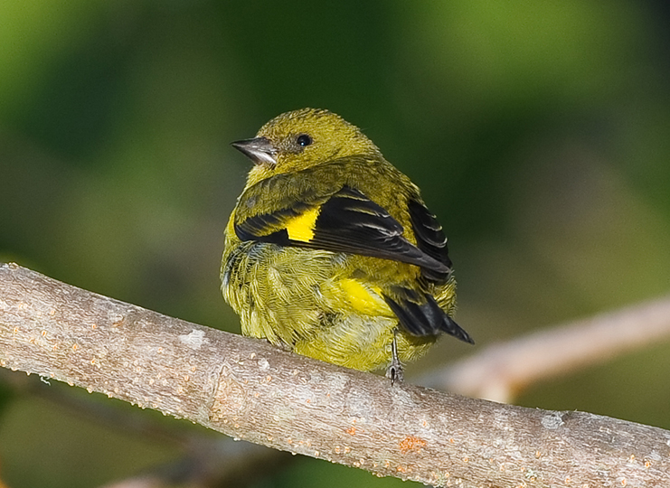 YELLOW-BELLIED SISKIN
