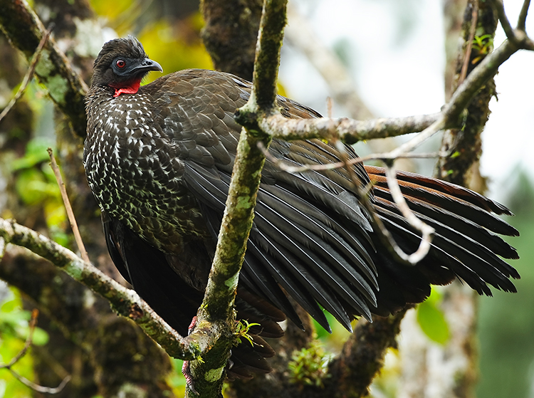 CRESTED GUAN