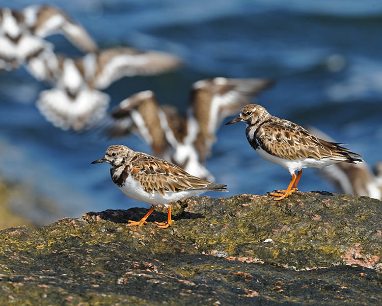 RUDDY TURNSTONES