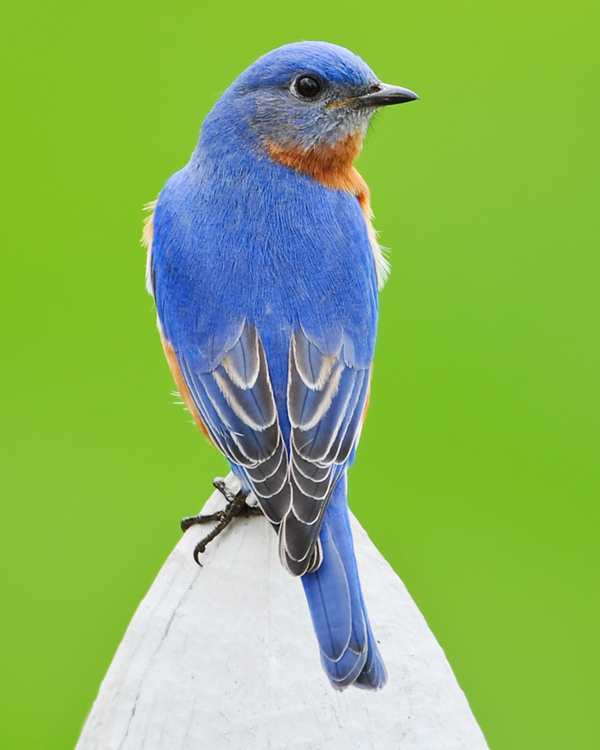 EASTERN BLUEBIRD