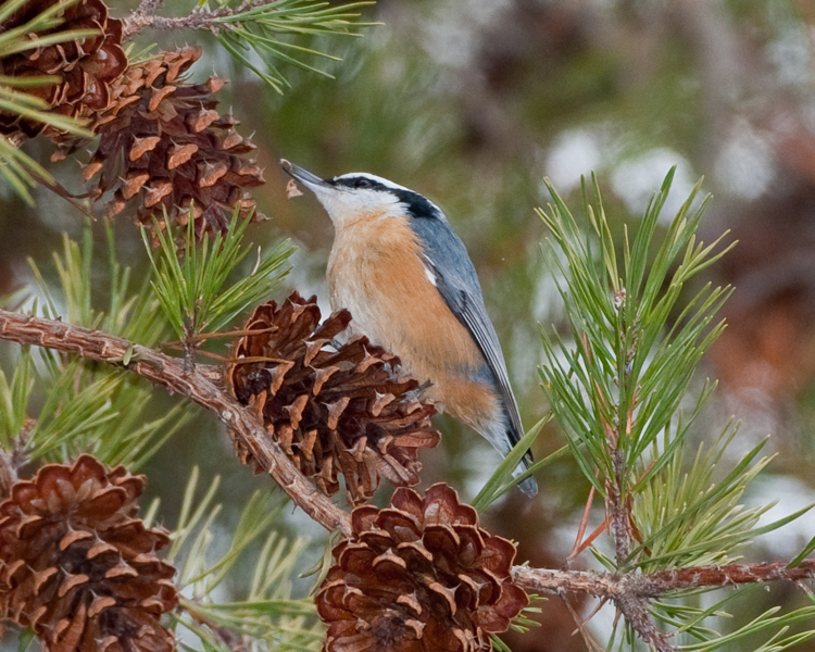 RED-BREASTED NUTHATCH