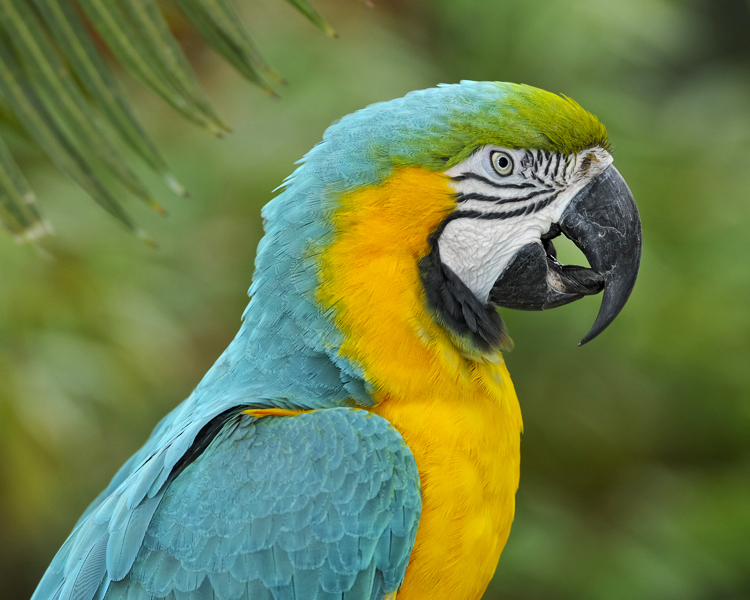 BLUE AND YELLOW MACAW photo - Dave Hawkins photos at pbase.com