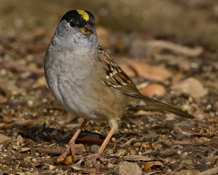 GOLDEN-CROWNED SPARROW