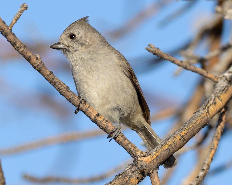 OAK TITMOUSE