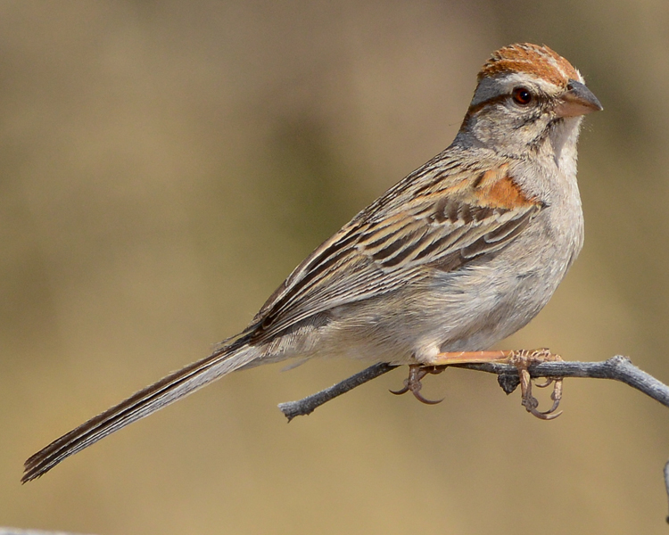 RUFOUS-WINGED SPARROW