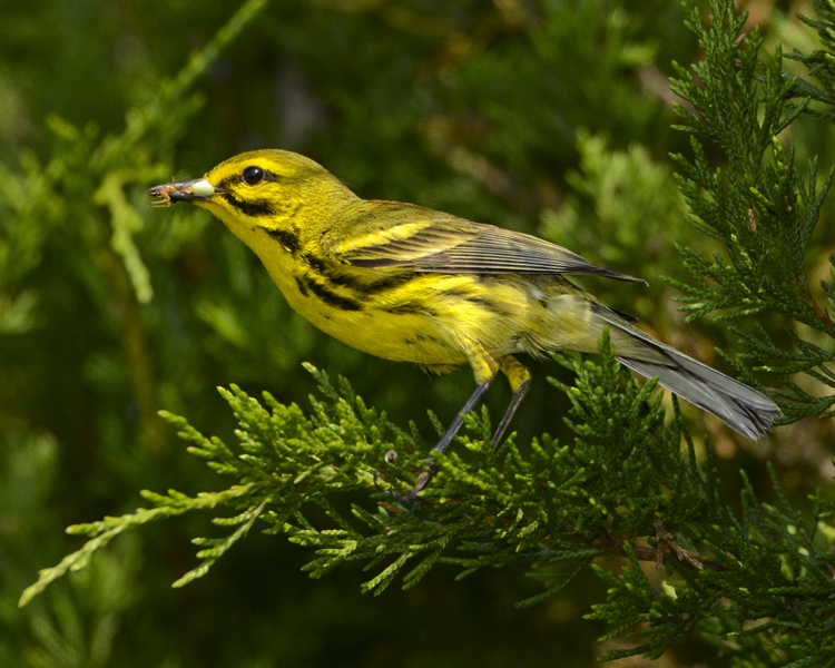 PRAIRIE WARBLER