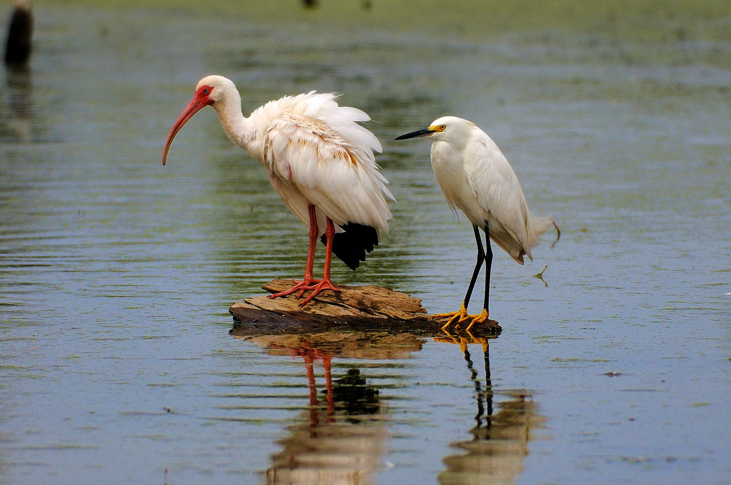 Ibis and Egret