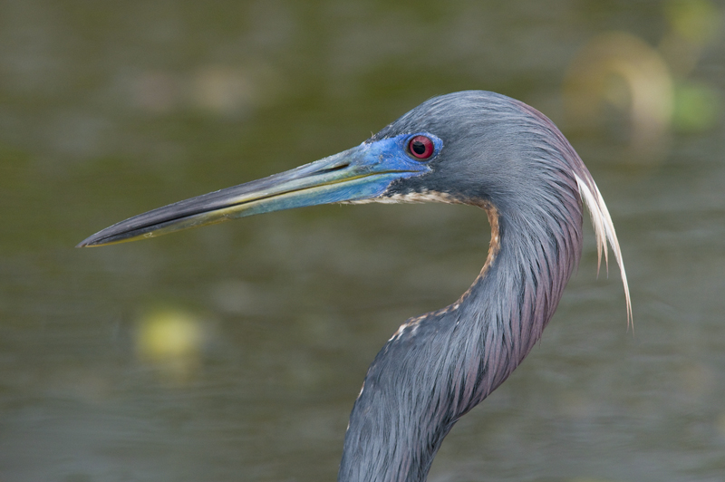 Tri Colored Heron