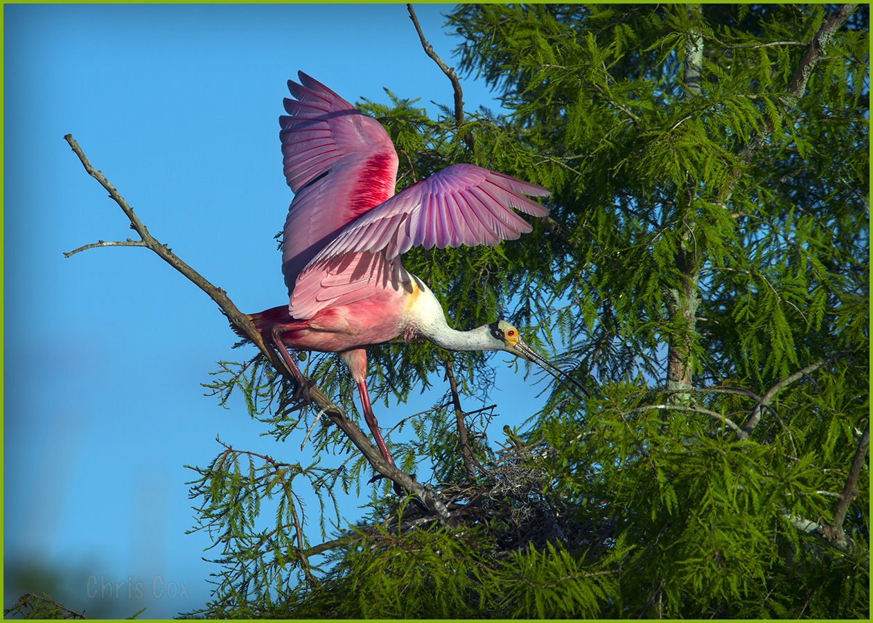 Roseate Spoonbill