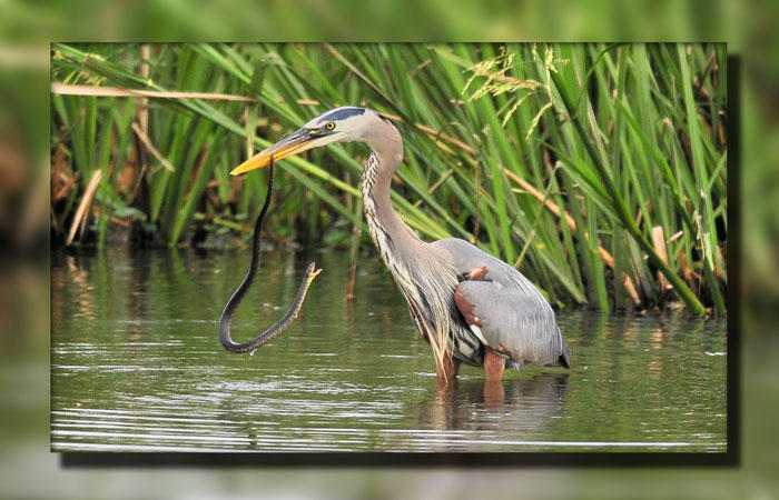 Great Blue Heron - Snake Lunch ?