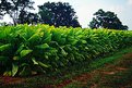 TOBACCO IN KENTUCKY