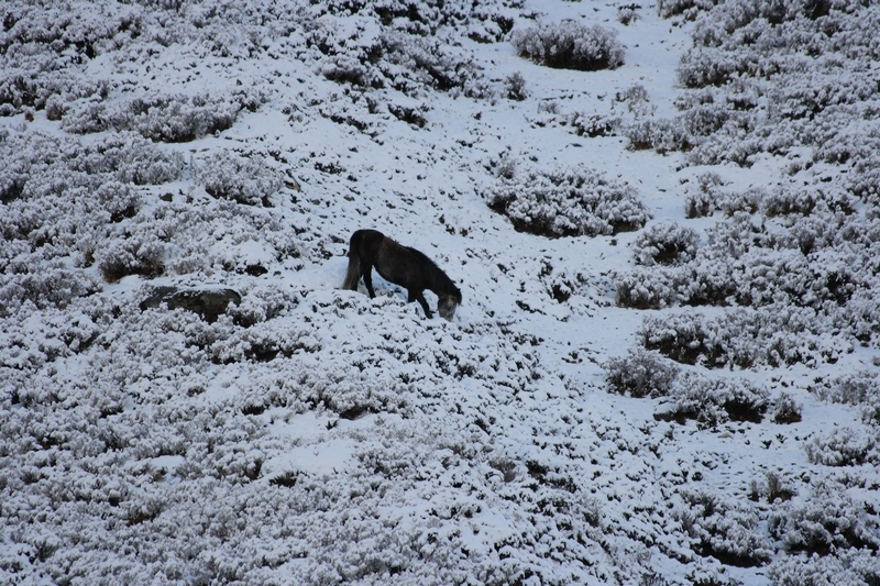 A pony looking for food on the snowy slope