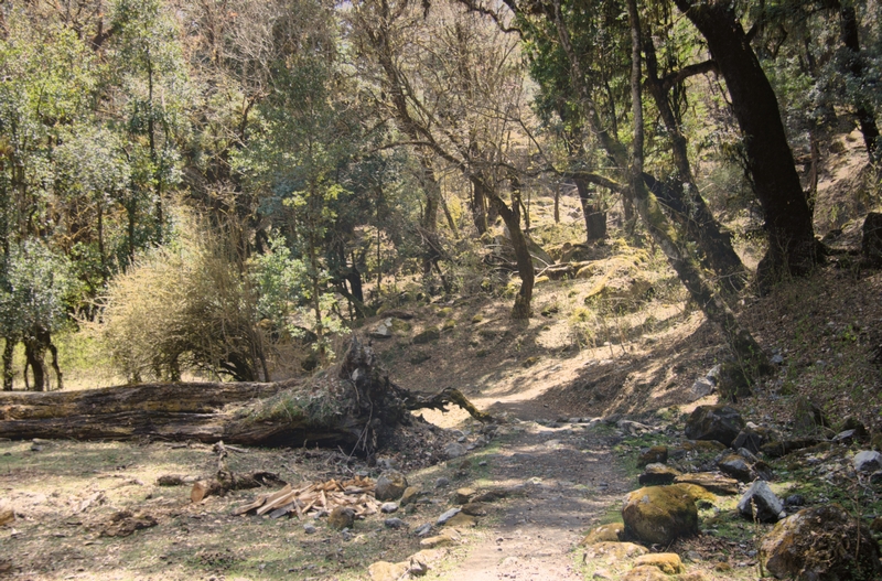 Through the forest