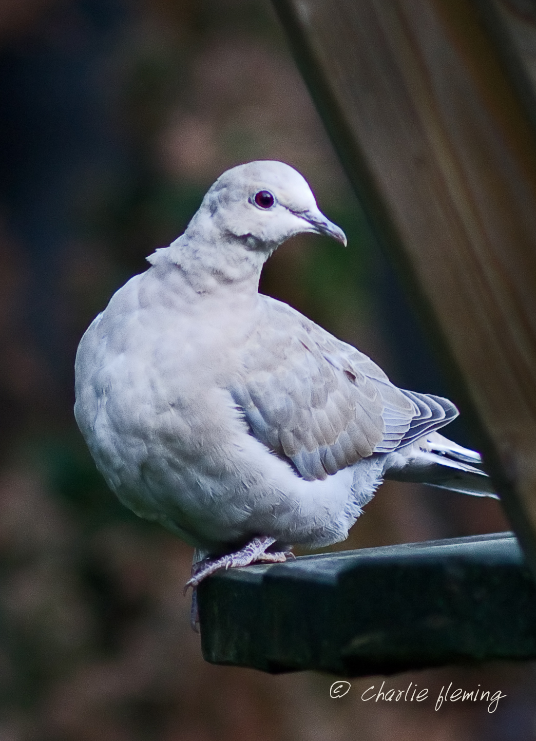 Collared Dove