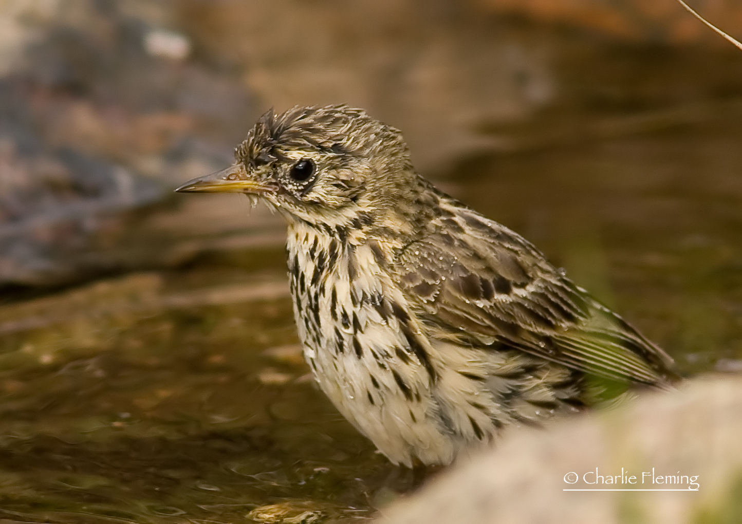 Meadow pipits - Anthus pratensis