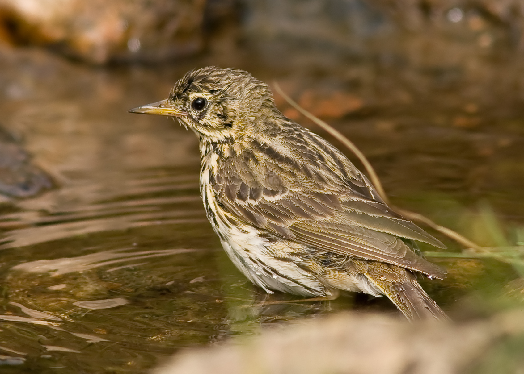 Meadow pipits - Anthus pratensis