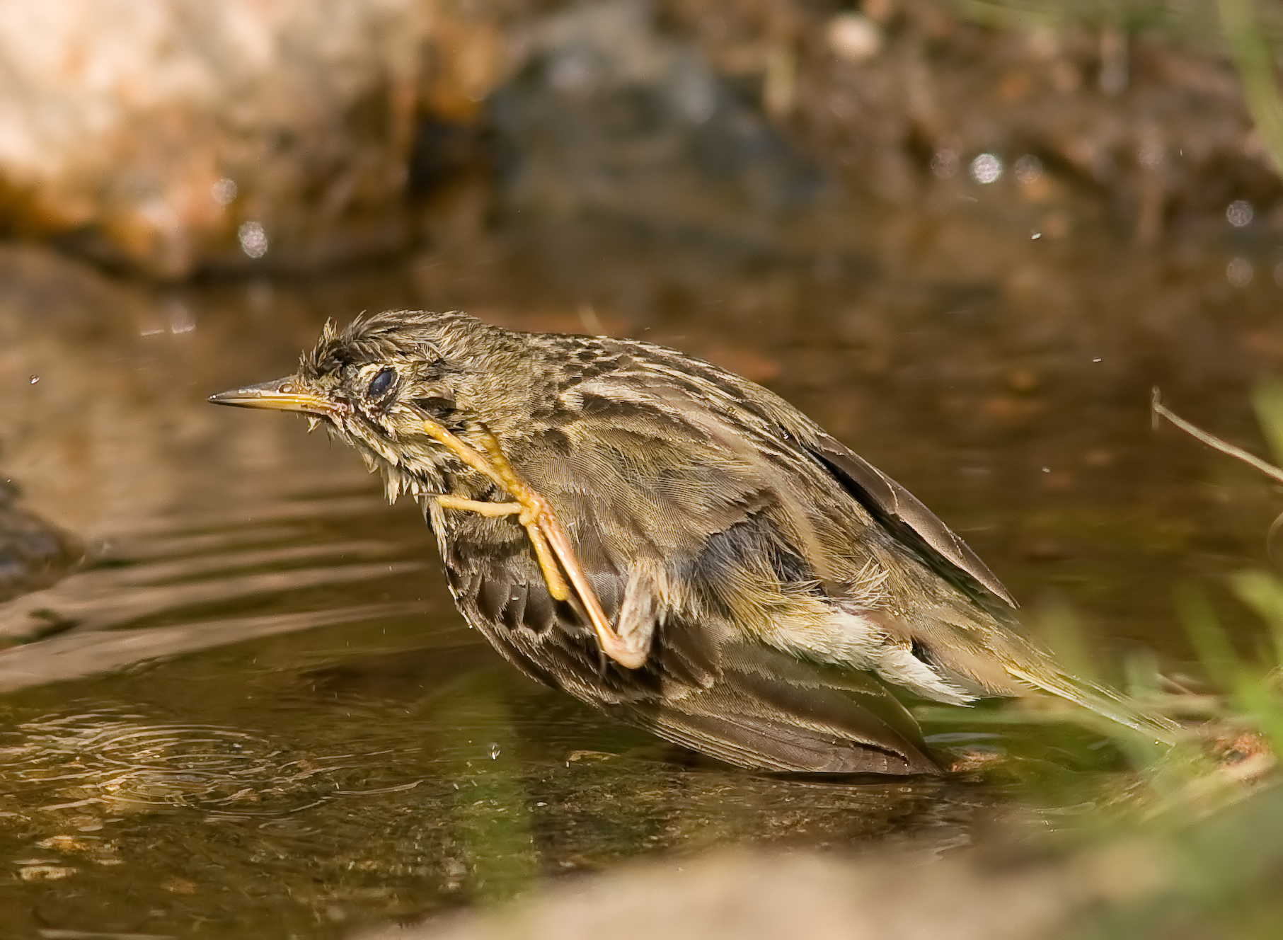 Meadow pipits - Anthus pratensis