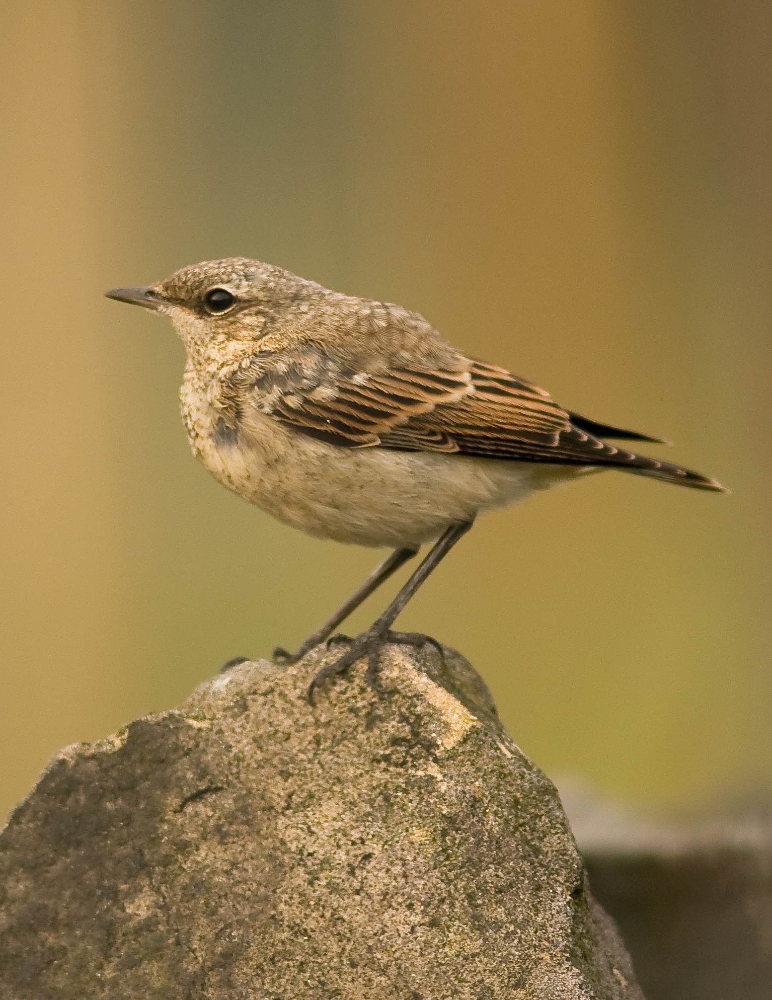 Northern Wheatear  Oenanthe oenanthe