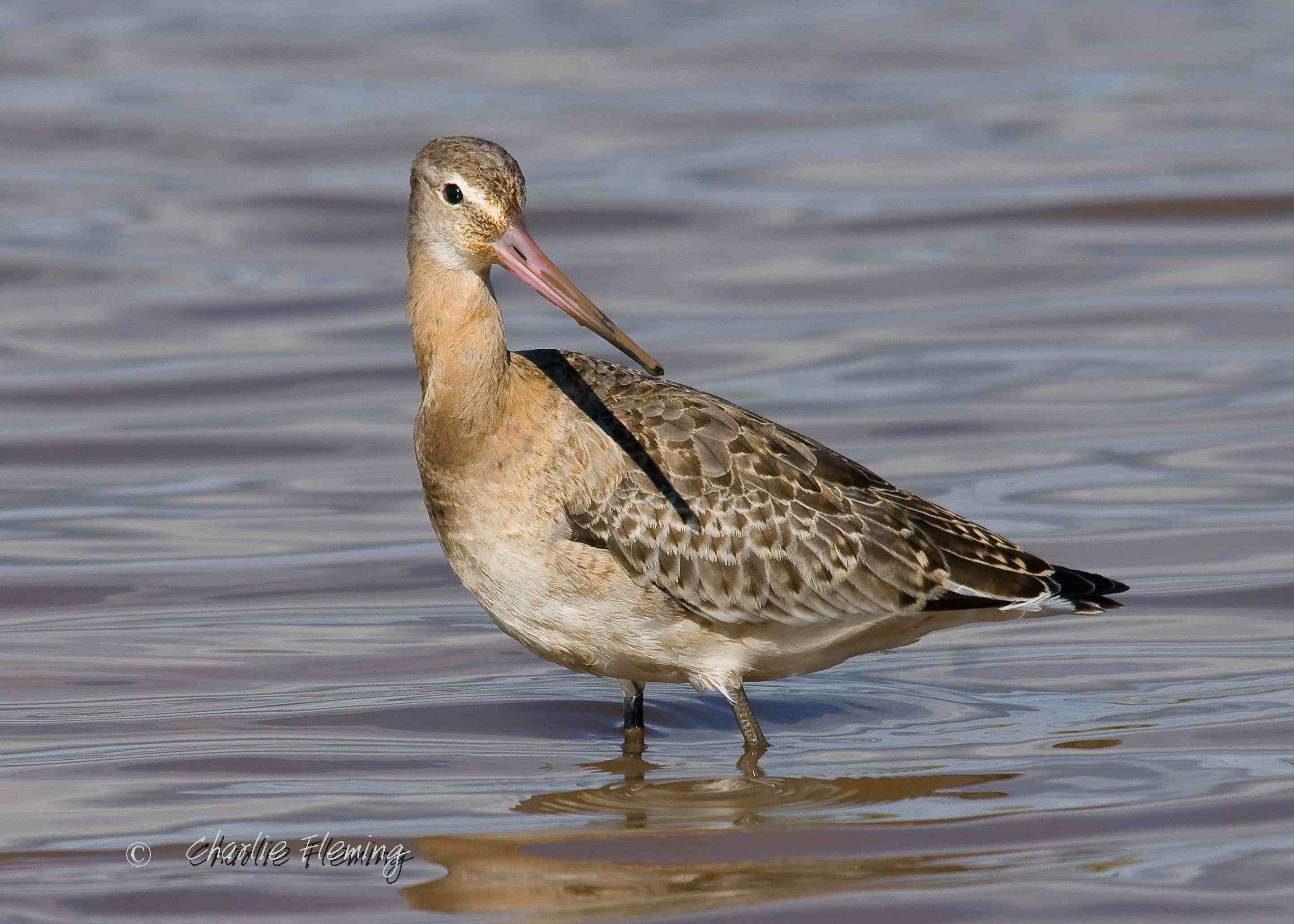 BlackTailed Godwits- Limosa limosa  iclandica