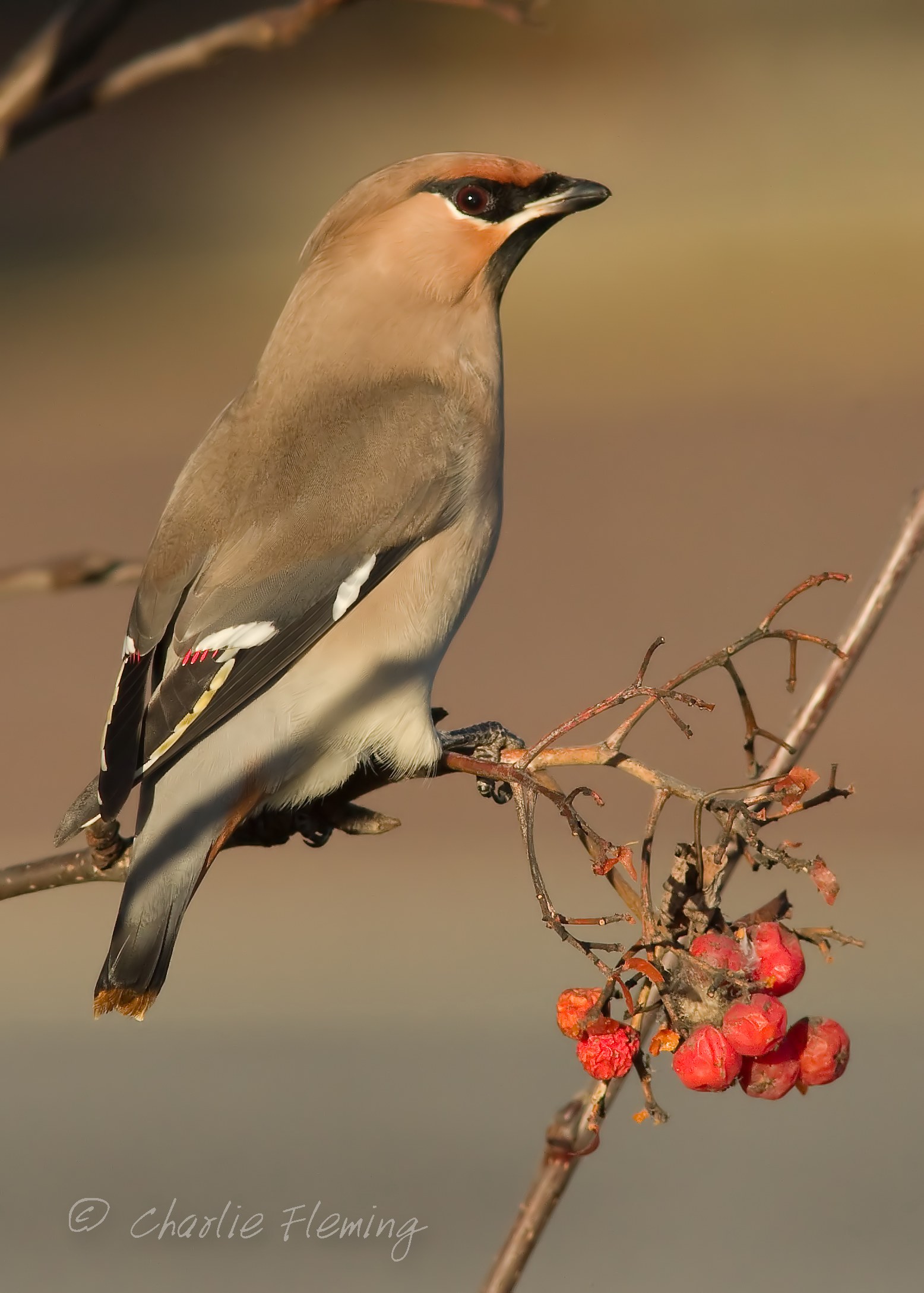 Bohemian Waxwing -Bombycilla garrulus