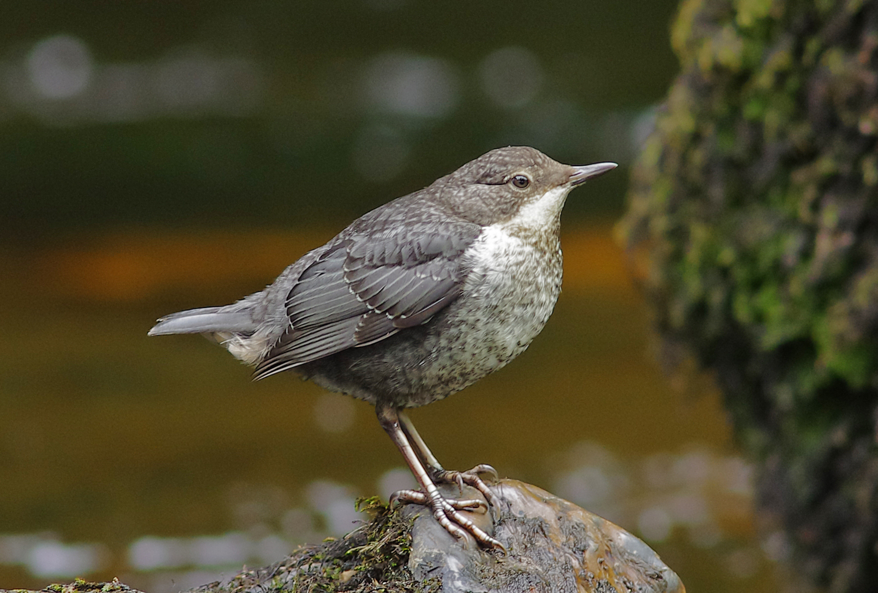 Dipper - Cinclus cinclus