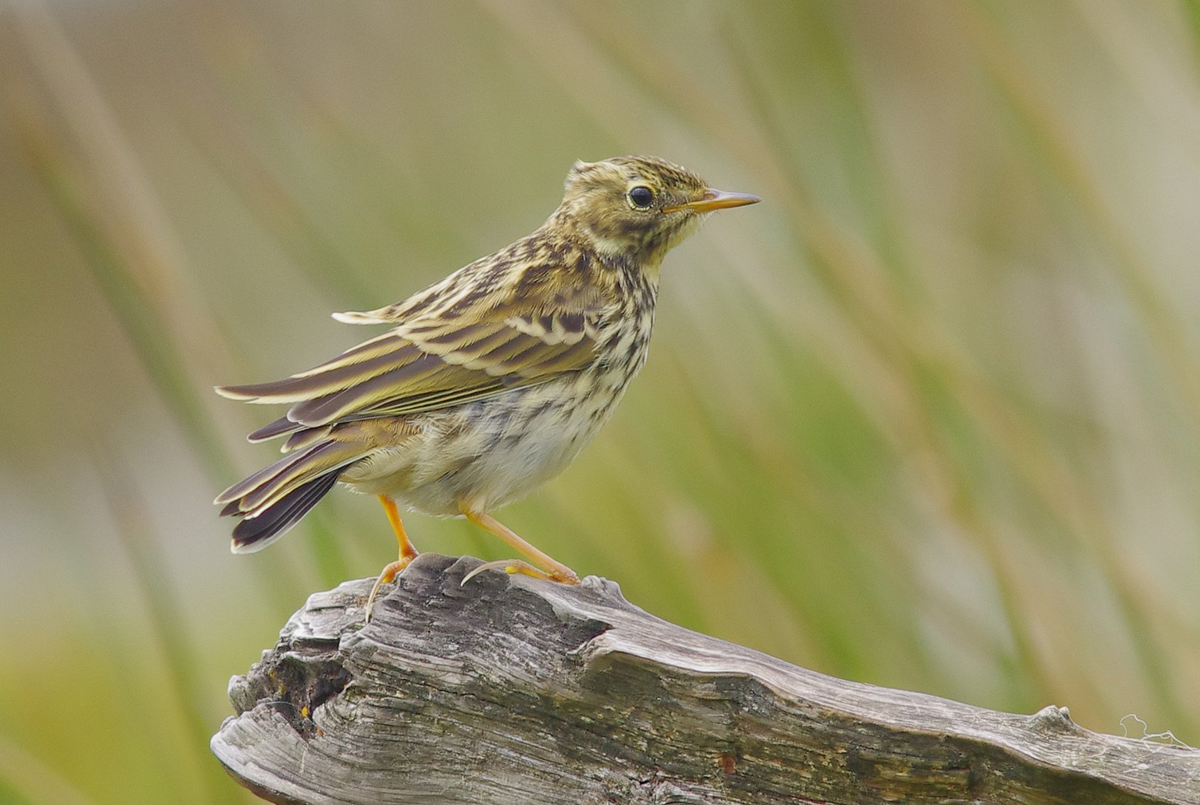 Meadow pipits - Anthus pratensis