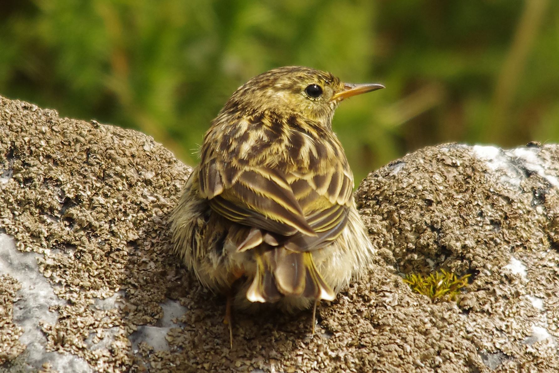 Meadow pipits - Anthus pratensis