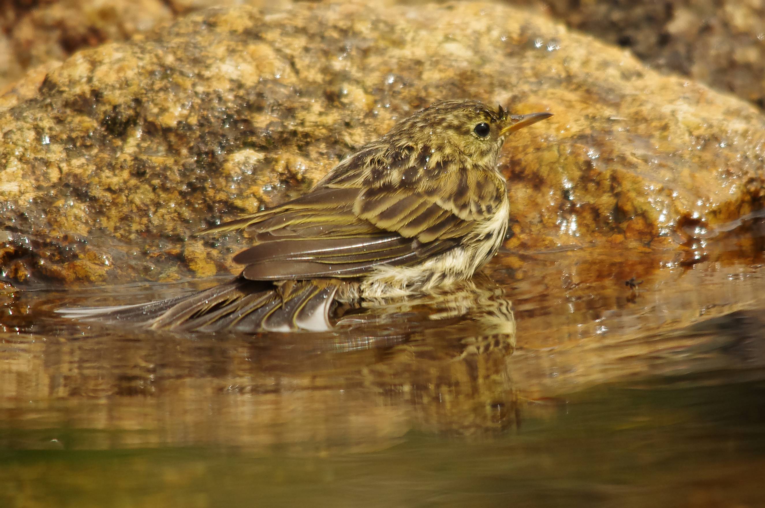 Meadow pipits - Anthus pratensis