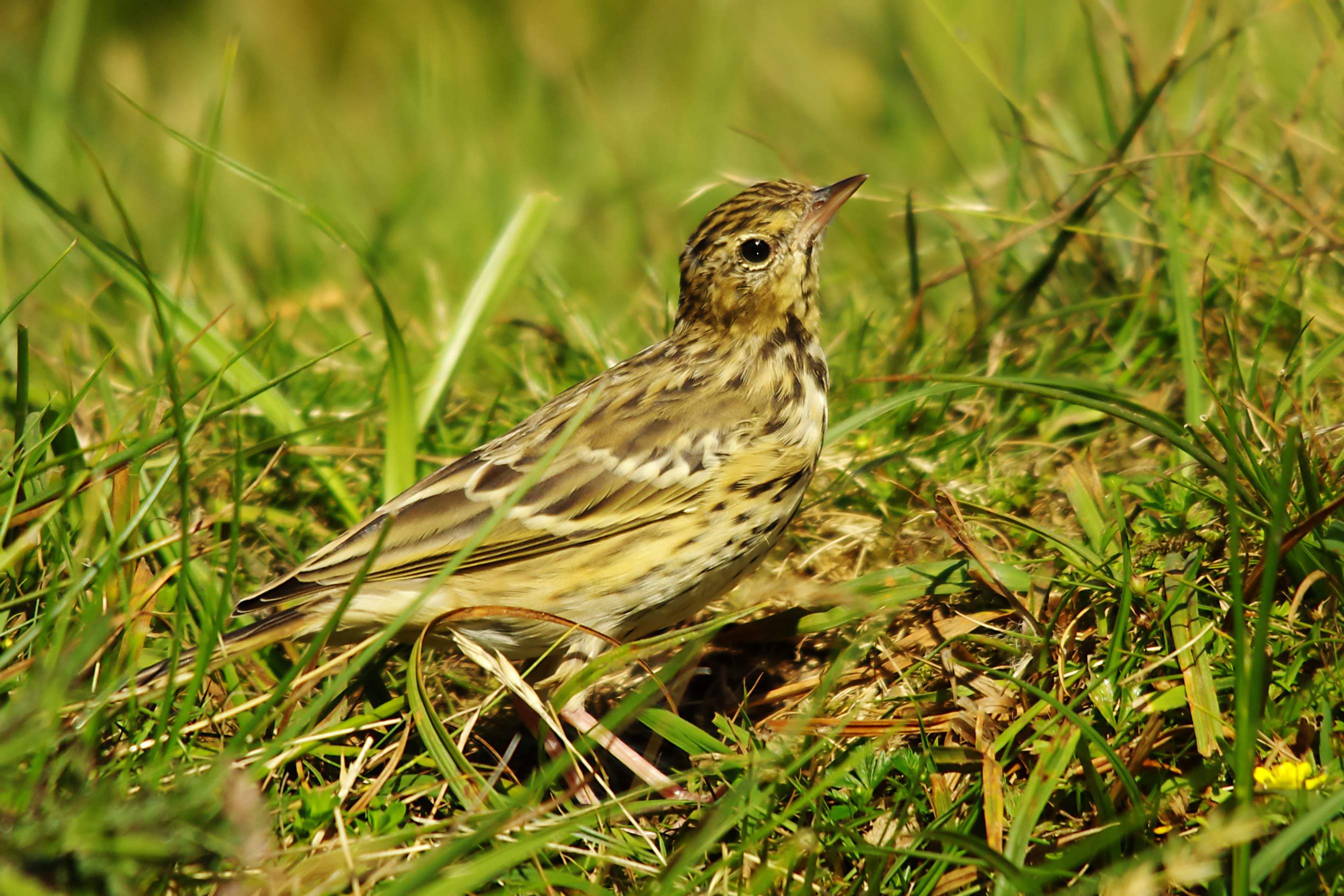 Tree Pipit - Anthus trivialis