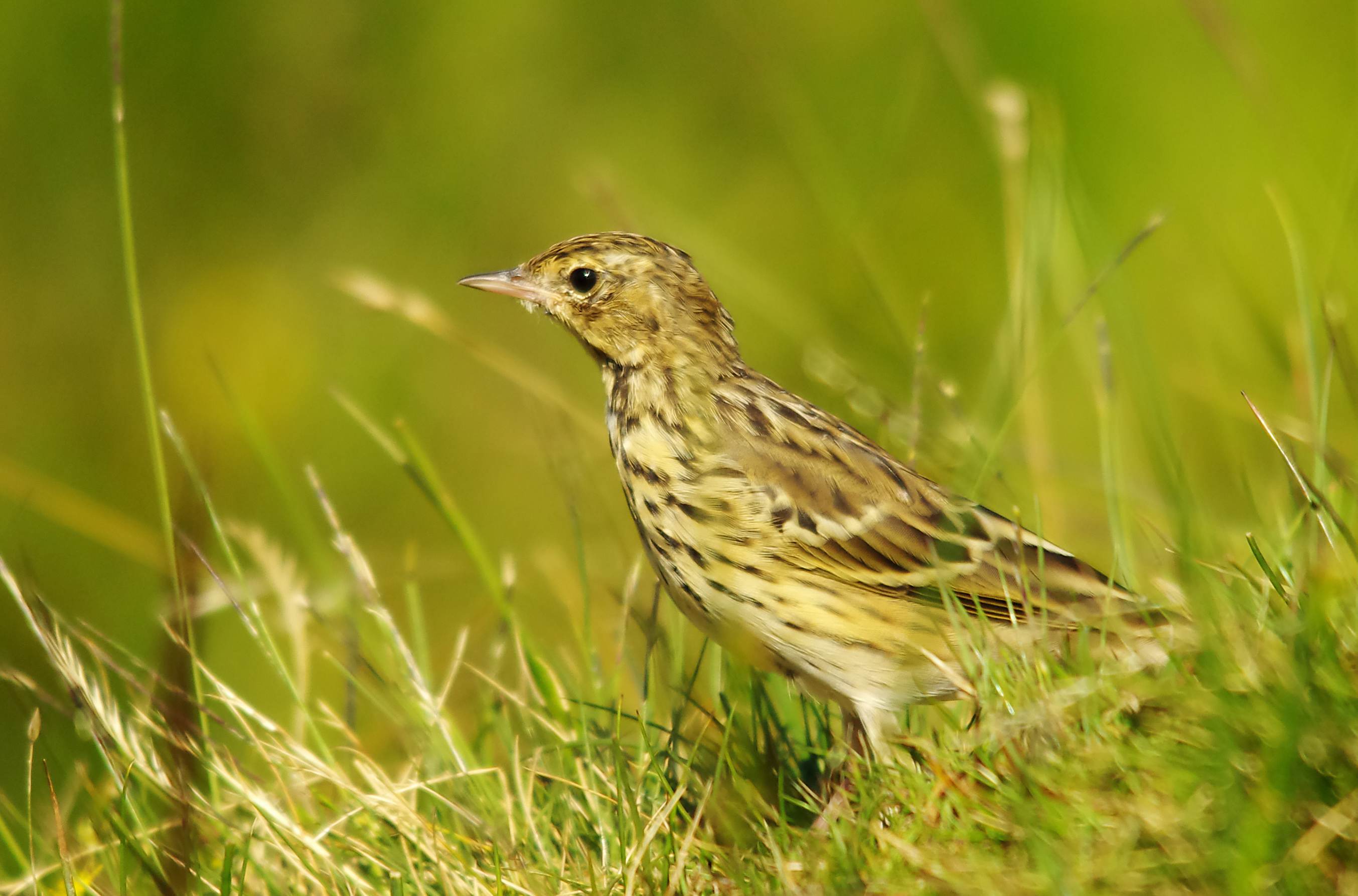 Meadow pipits - Anthus pratensis
