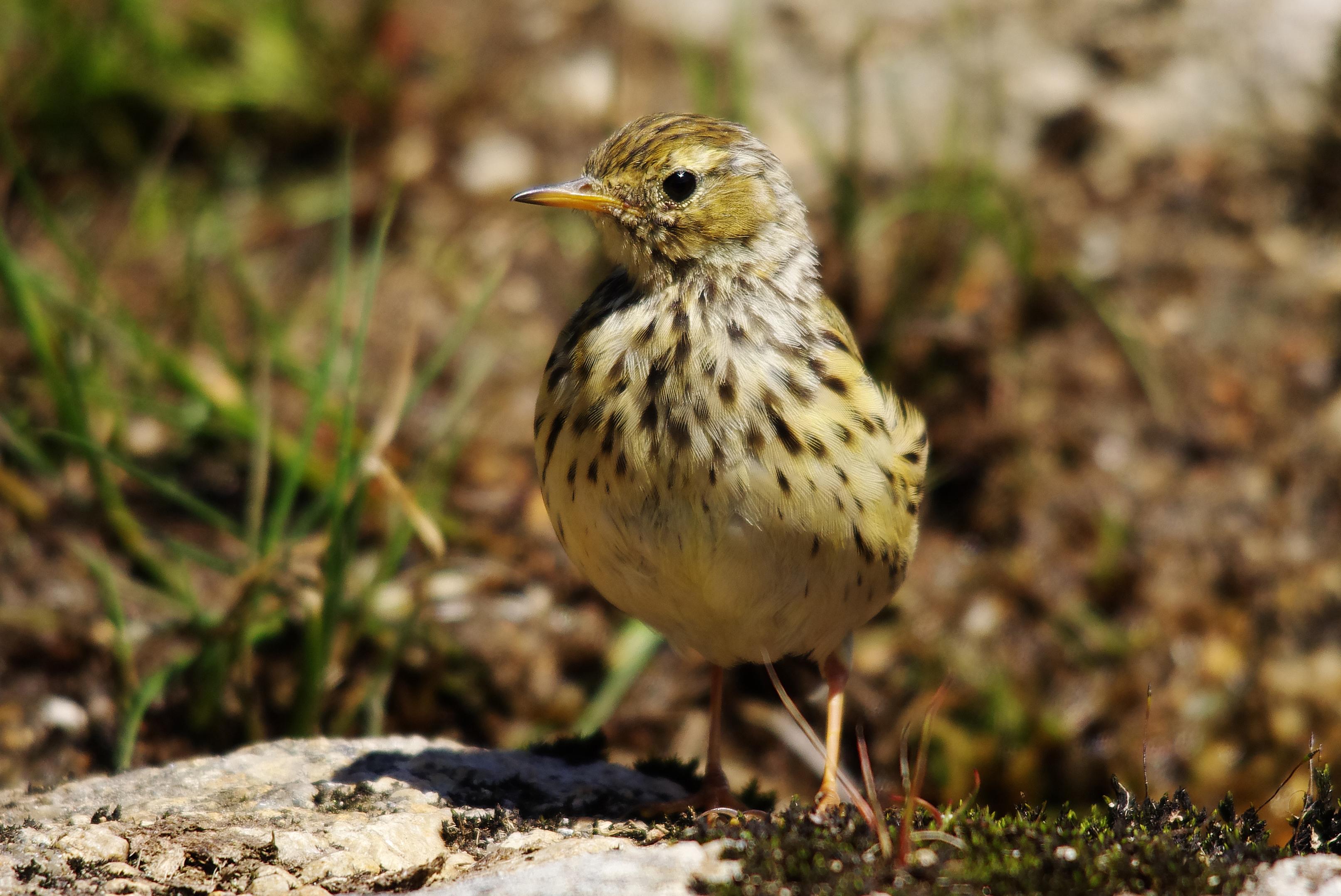 Meadow pipits - Anthus pratensis