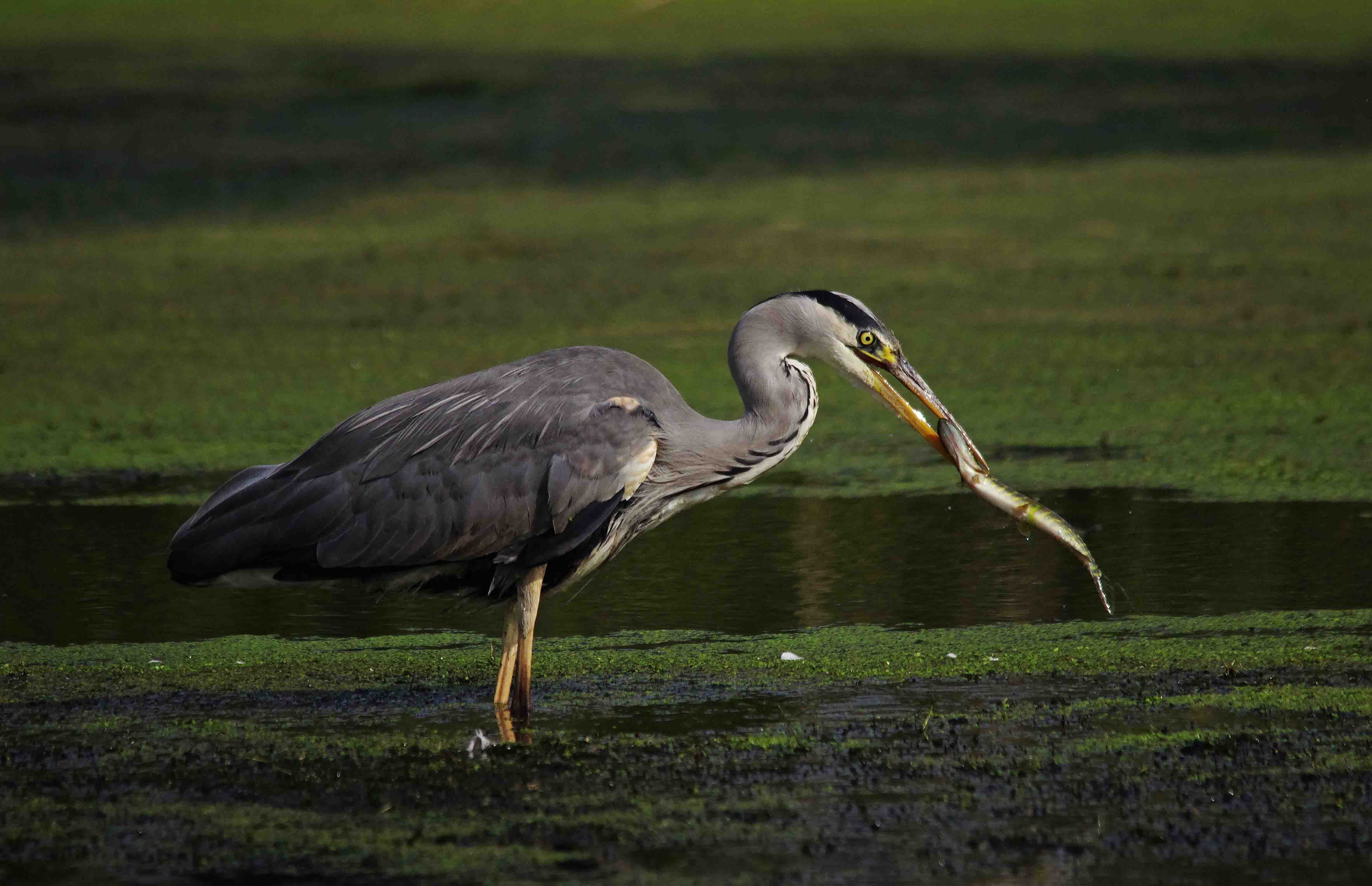 Grey Heron - Ardea cinerea