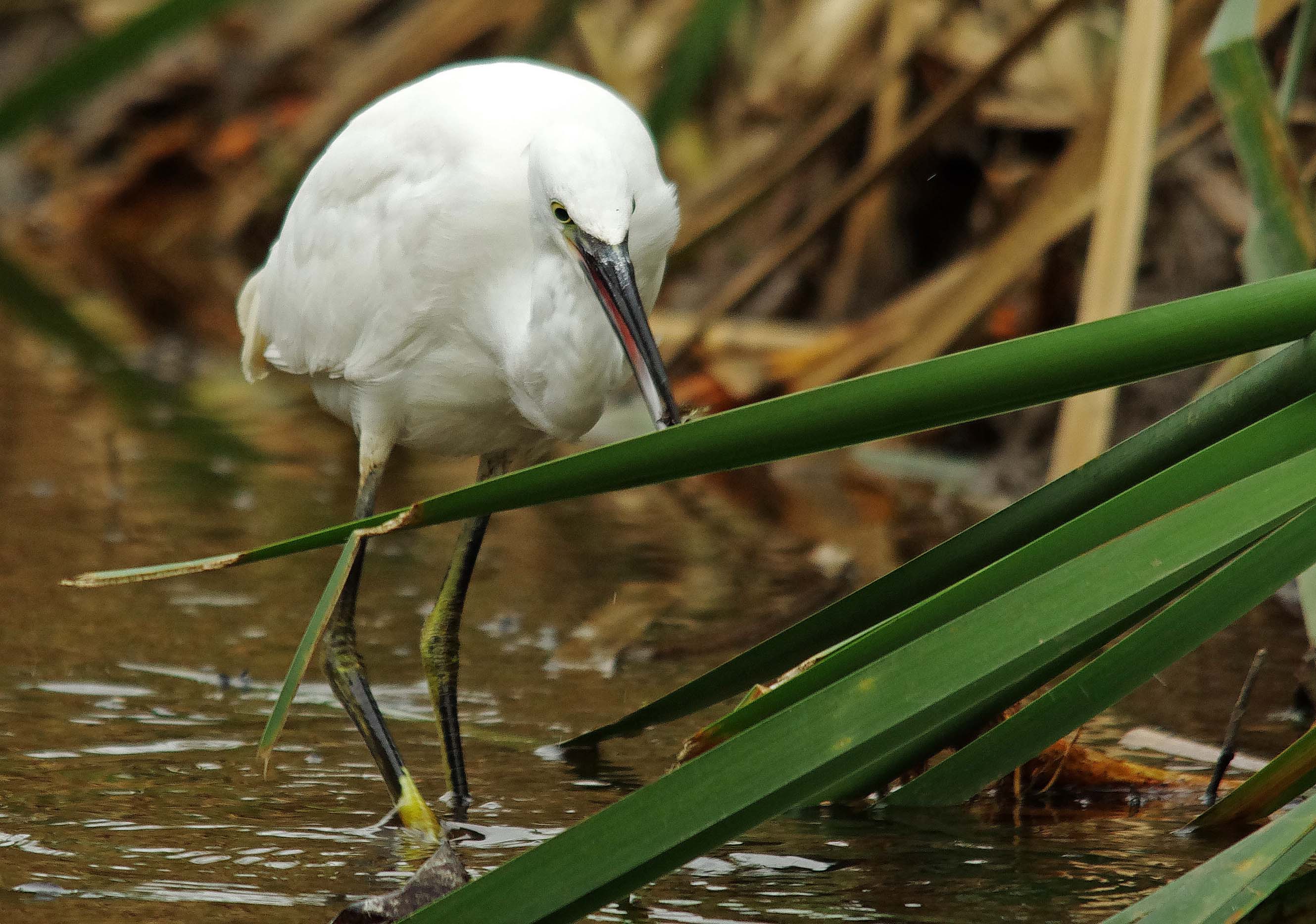 Little Egret -