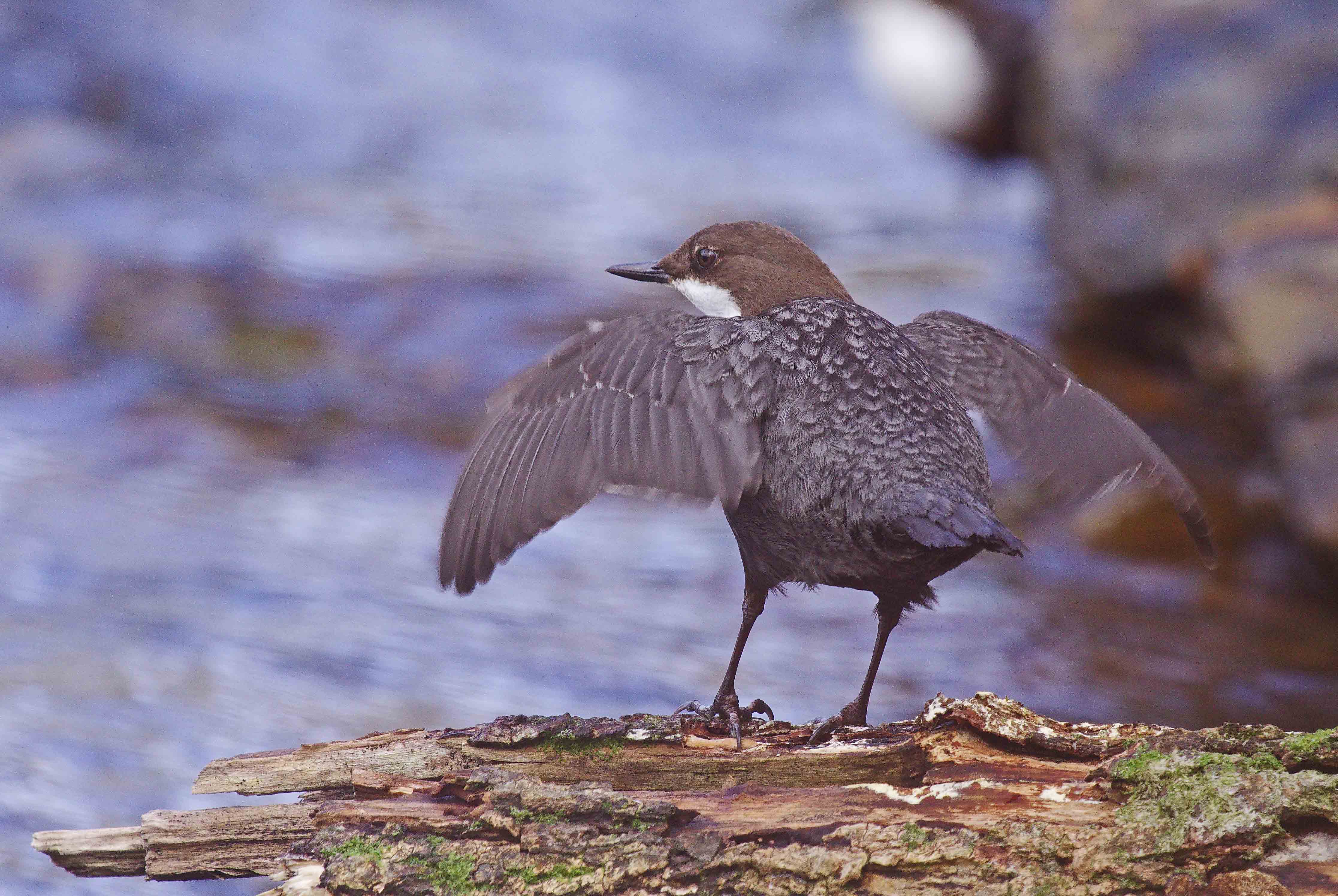 The male greets his mate.