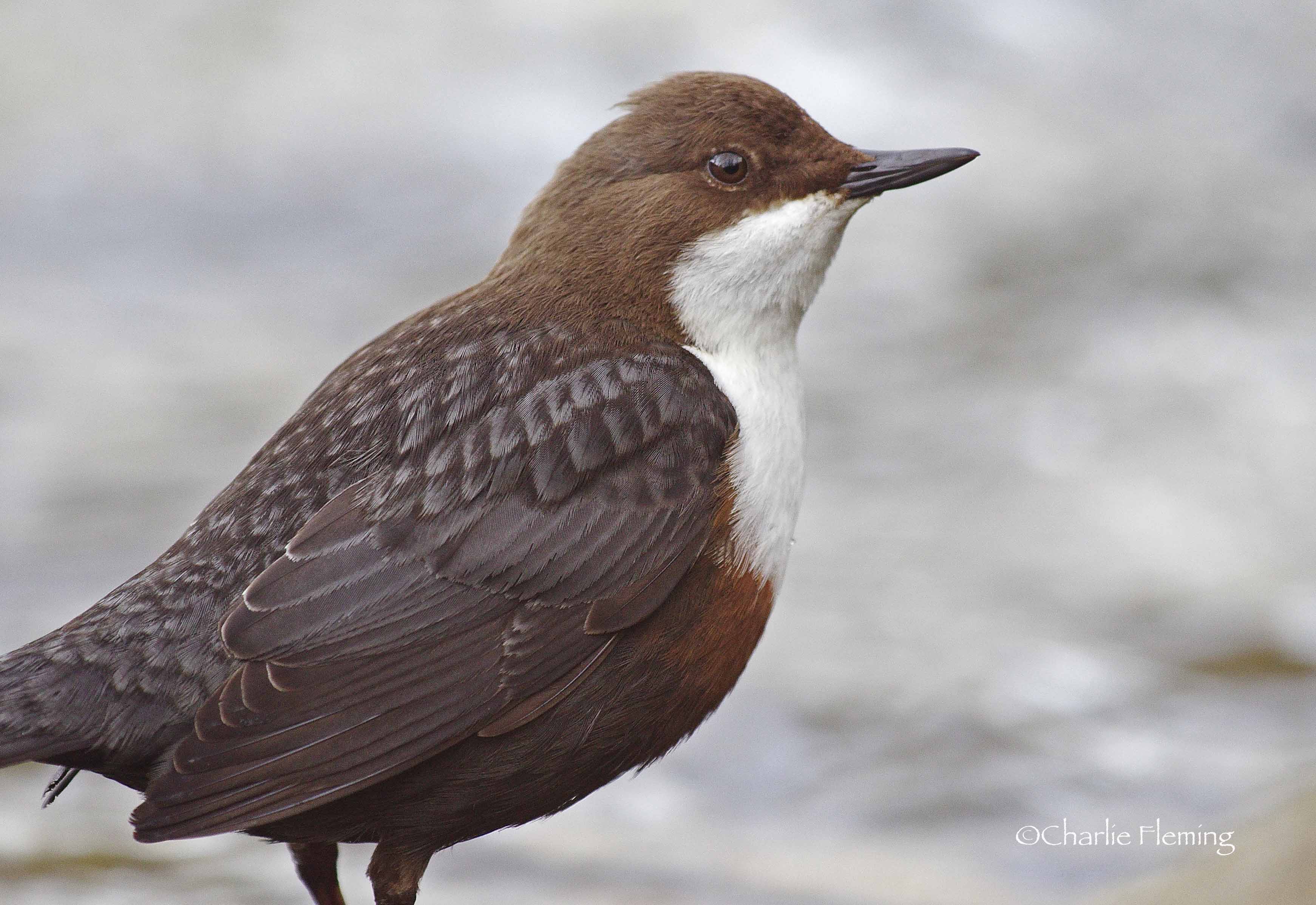 He has a look up towards the nest before flying up.