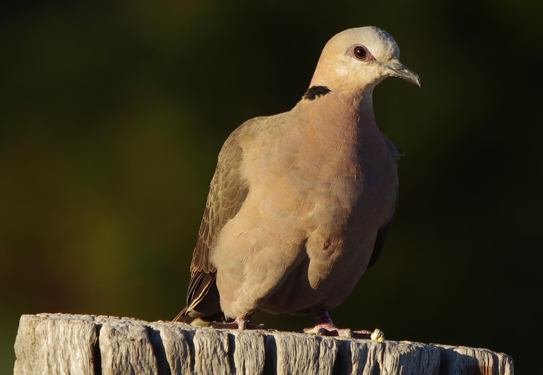 Red-eyed Dove -Streptopelia semitorquata