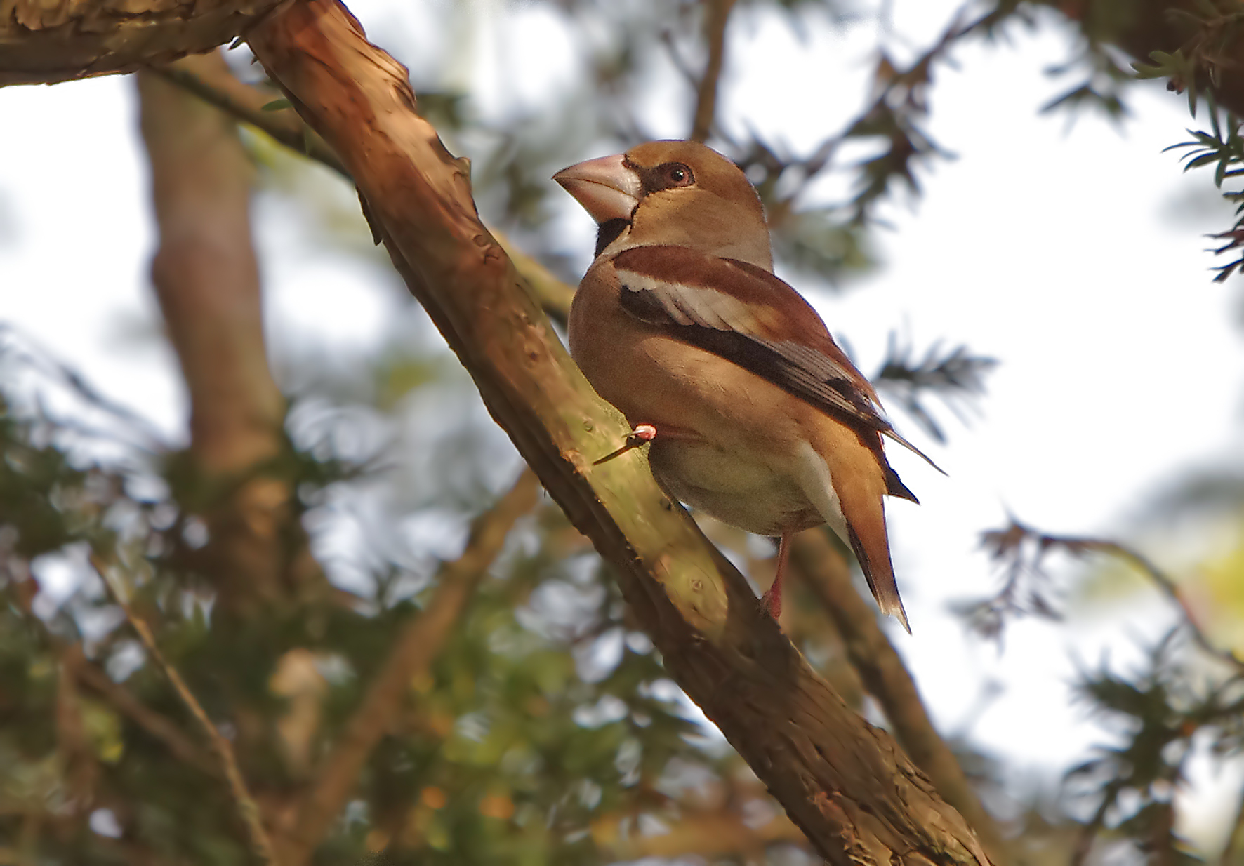 Hawfinch (Coccothraustes coccothraustes) 